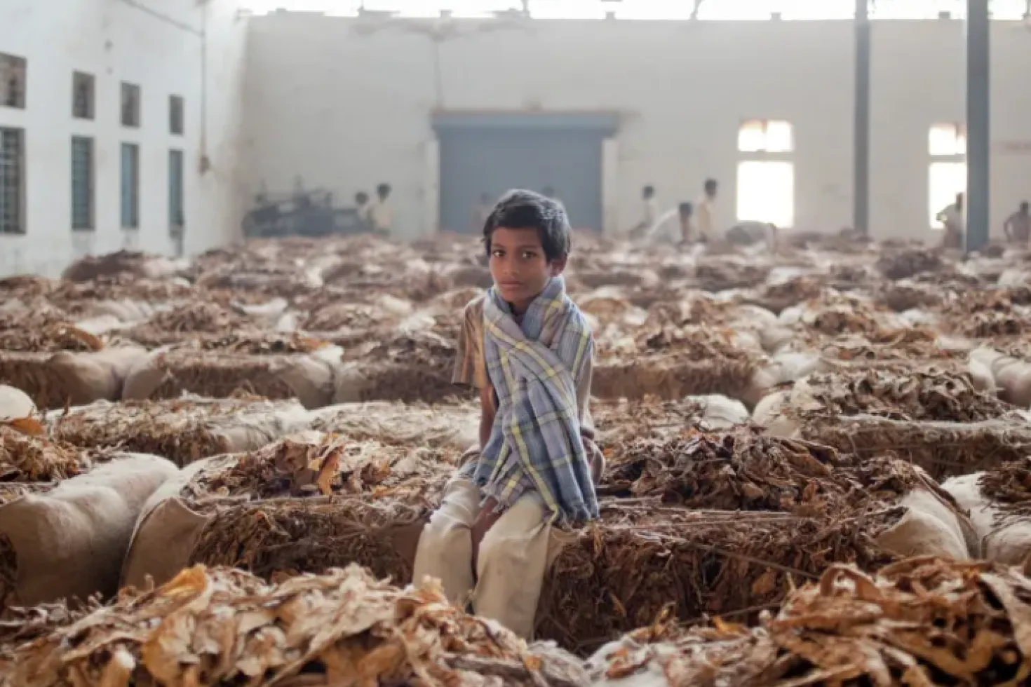 Child sitting on a bale of dried tobacco leaves in a storage facility with dozens of other bales.