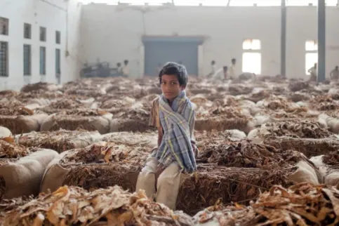 Child sitting on a bale of dried tobacco leaves in a storage facility with dozens of other bales.