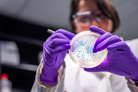 Woman scientist in microbiology laboratory wearing purple rubber gloves working with E coli culture