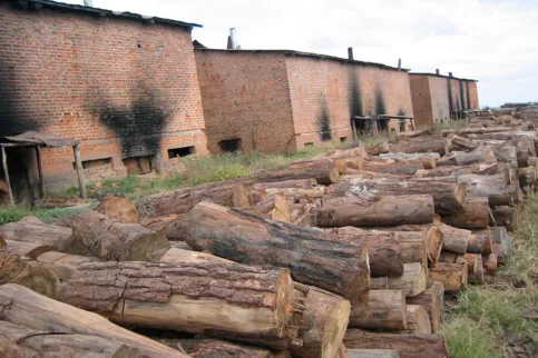 Logs piled outside tobacco curing barns in Malawi.