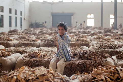 Young boy sitting on a pile of tobacco leaves