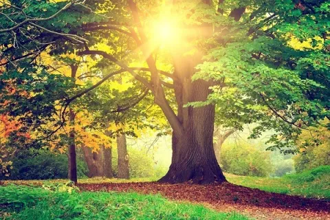 Photo of a big green tree in a park with sun filtering through the leaves