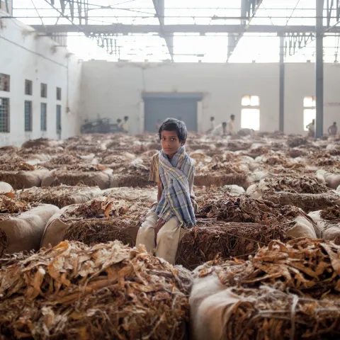 "The use of child labour in tobacco growing is very dangerous and is prohibited worldwide. Despite this, there are children working on plantations in all the major tobacco-producing countries." - Unfairtobacco.org. Photo by Rocco Rorandelli. Young boy sitting on a pile of tobacco leaves
