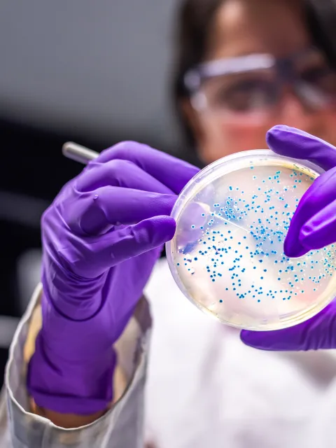 Woman scientist in microbiology laboratory wearing purple rubber gloves working with E coli culture