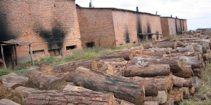 Logs piled outside tobacco curing barns in Malawi.