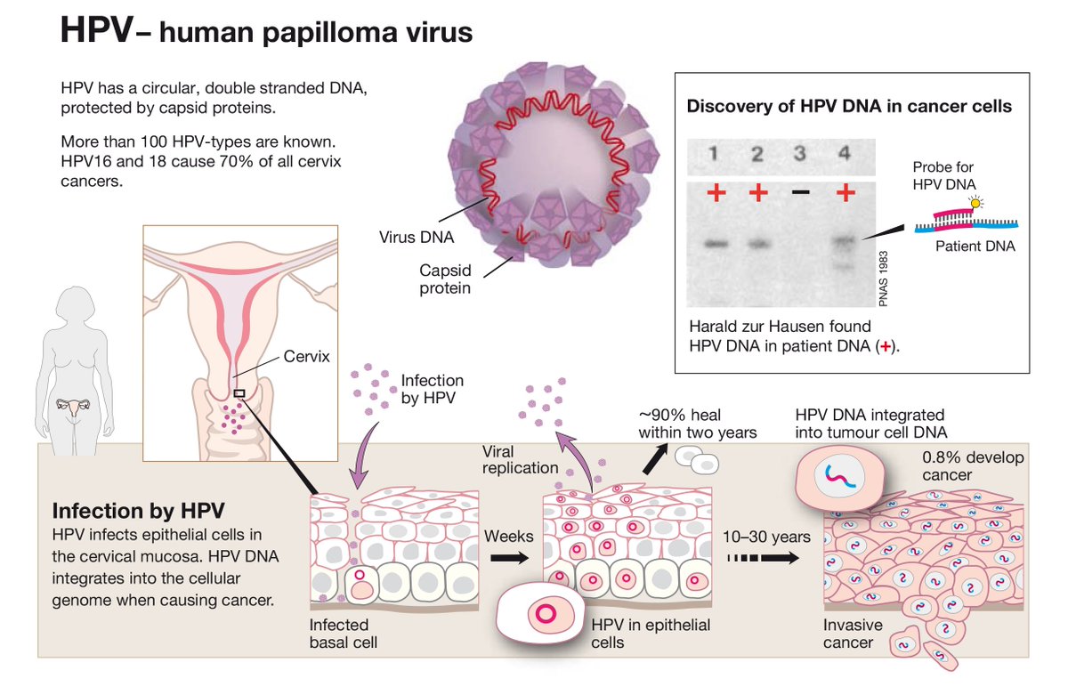 hpv and cervical cancer research paper